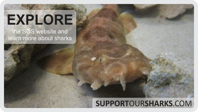 Explore the Support Our Sharks website