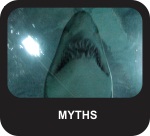 Myths about sharks