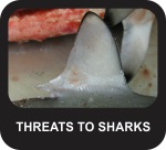 Threats to sharks