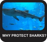 Why protect sharks?