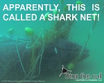 'shark' nets