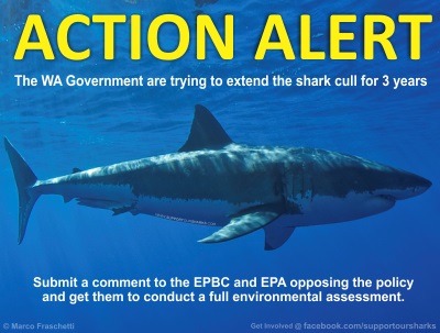 Action Alert - Stop the WA shark cull