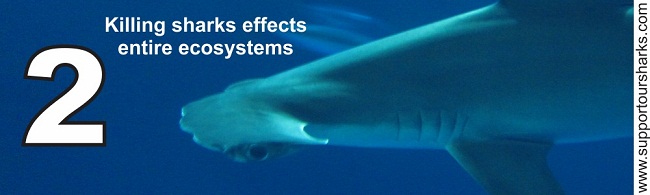 Killing sharks effects entire ecosystems