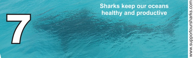 Sharks keep our oceans healthy and productive