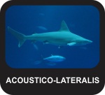 Shark Acoustico-Lateralis