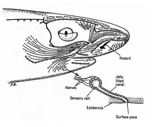 Diagram to illustrate the surface area of the head of a Squaloid shark 