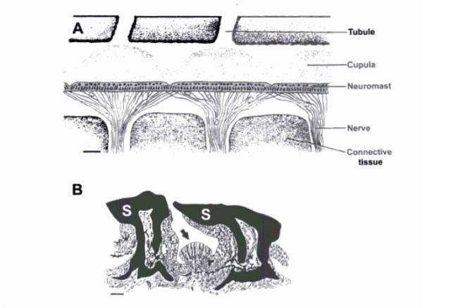 Morphology of the lateral line canal system