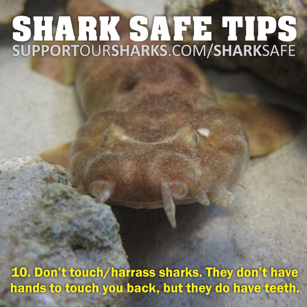 10. Don't harass sharks.
