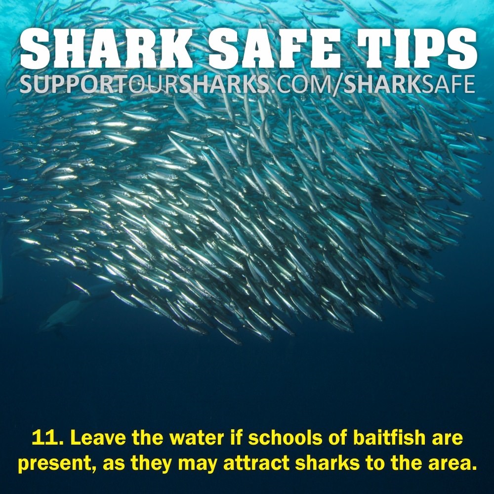 11. Leave the water if schools of baitfish...