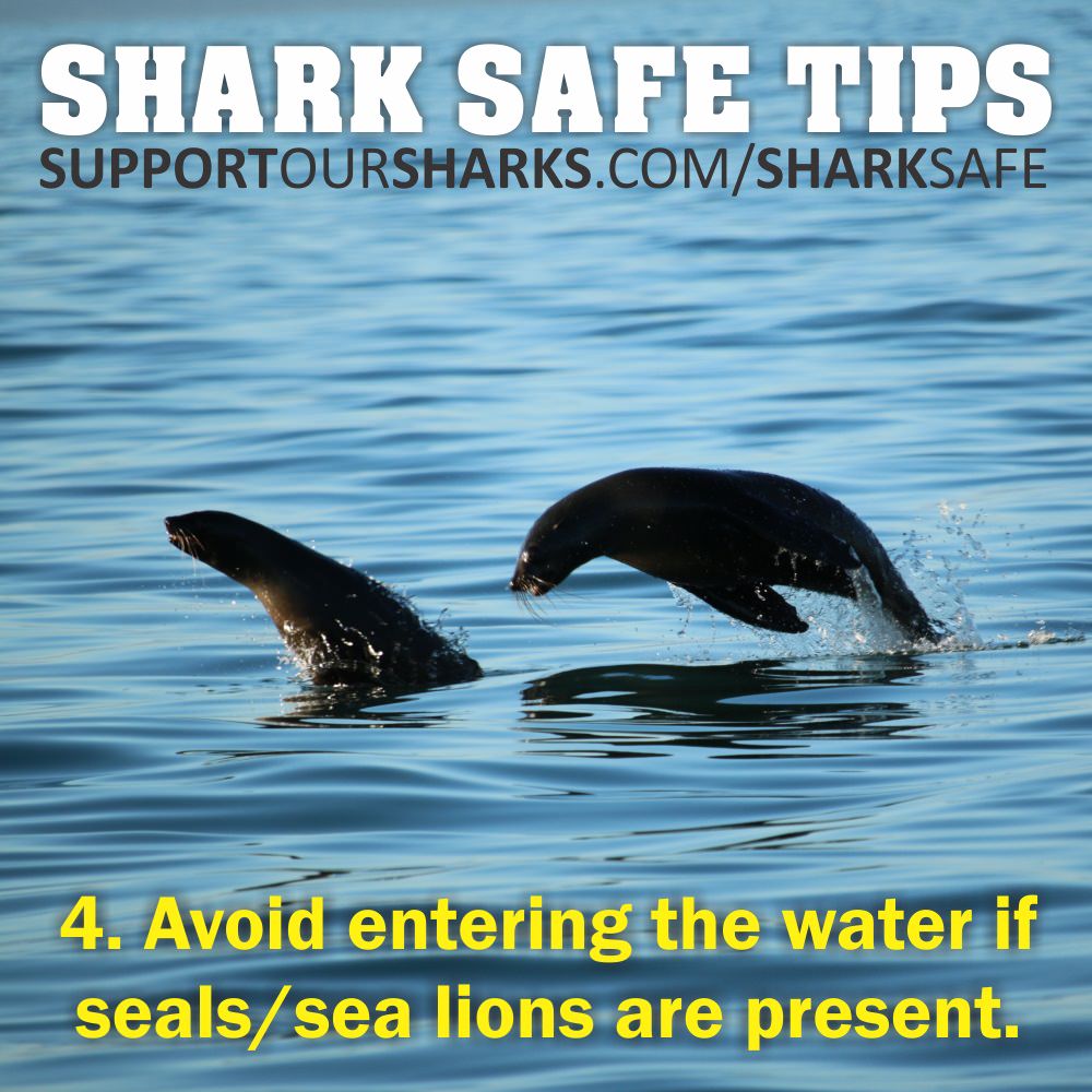 4. Don't swim with seals...