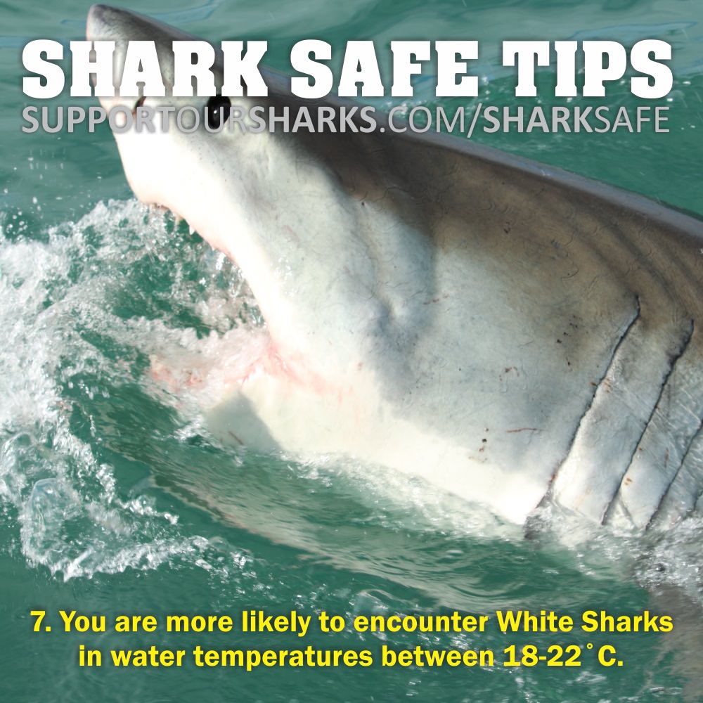 7. You are more likely to encounter white sharks...