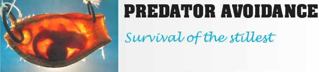 Predator Avoidance