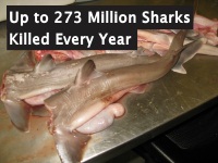 Up To 273 Million Sharks Killed Every Year