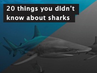 20 Things You Didn't Know About Sharks