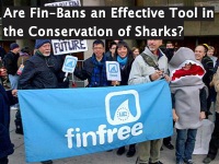 Are Fin Bans Effective
