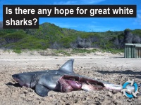 Hope for great whites