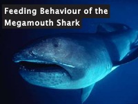 Feeding Behvaiour of the Megamouth Shark