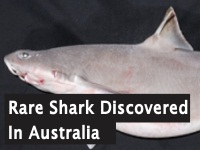 Rare Shark Discovered in Australia