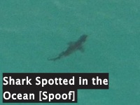 Shark Spotted in the Ocean