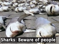 Sharks: Beware of people