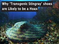 Transgenic Stingray Hoax