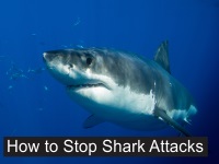 How to Stop Shark Attacks