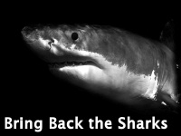 Bring Back the Sharks