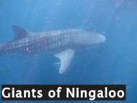 Giants of Ningaloo