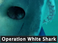 Operation White Shark