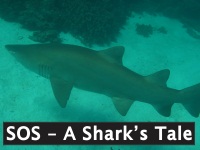 SOS - A Shark's Tale