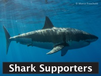 Become a shark supporter