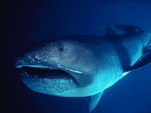 Feeding Behaviour of the Megamouth Shark