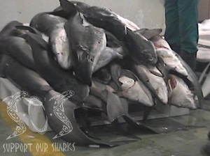 Up to 273 million shark killed every year