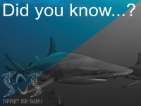 20 things you didn't know about sharks