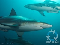 Dusky Shark Protection