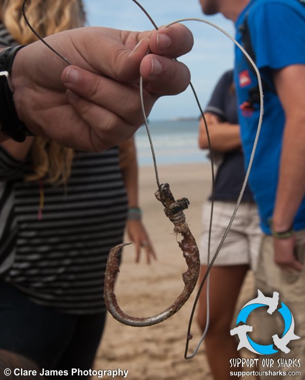 Fishing Hook pulled from a Greatw White shark