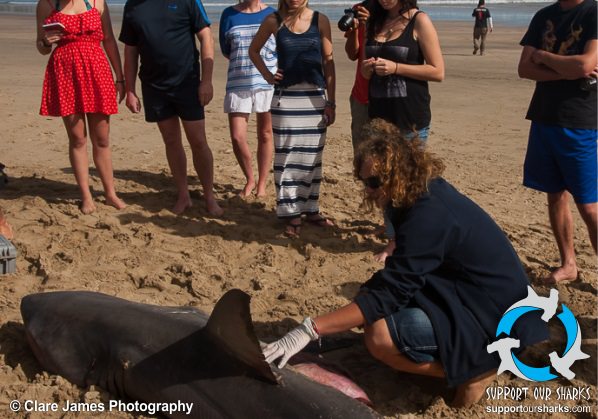 Team inspecting a beached Grea White shark
