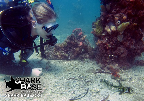 Diver with Port Jackson Shark