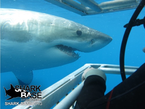 SharkBase Photo