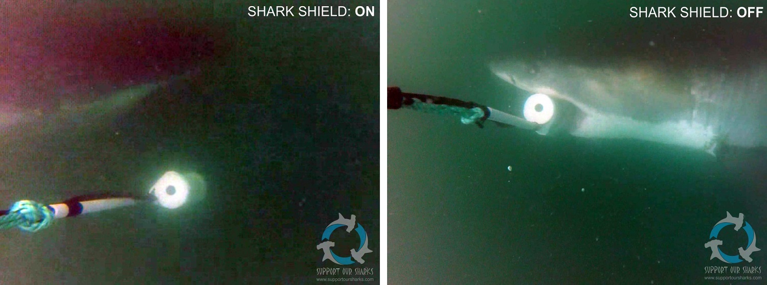 White shark reaction to Shark Shield