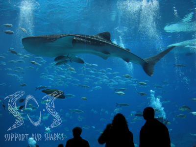 Whale Shark Georgia Aquarium