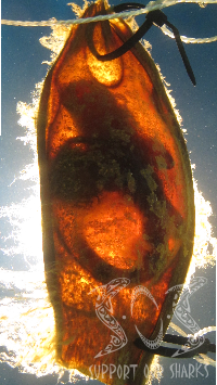 Shark Eggcase (Mermaids Purse)