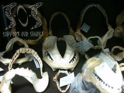 Shark Fossil Teeth