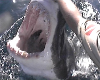 White Shark Open jaw