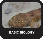 Basic Shark Biology